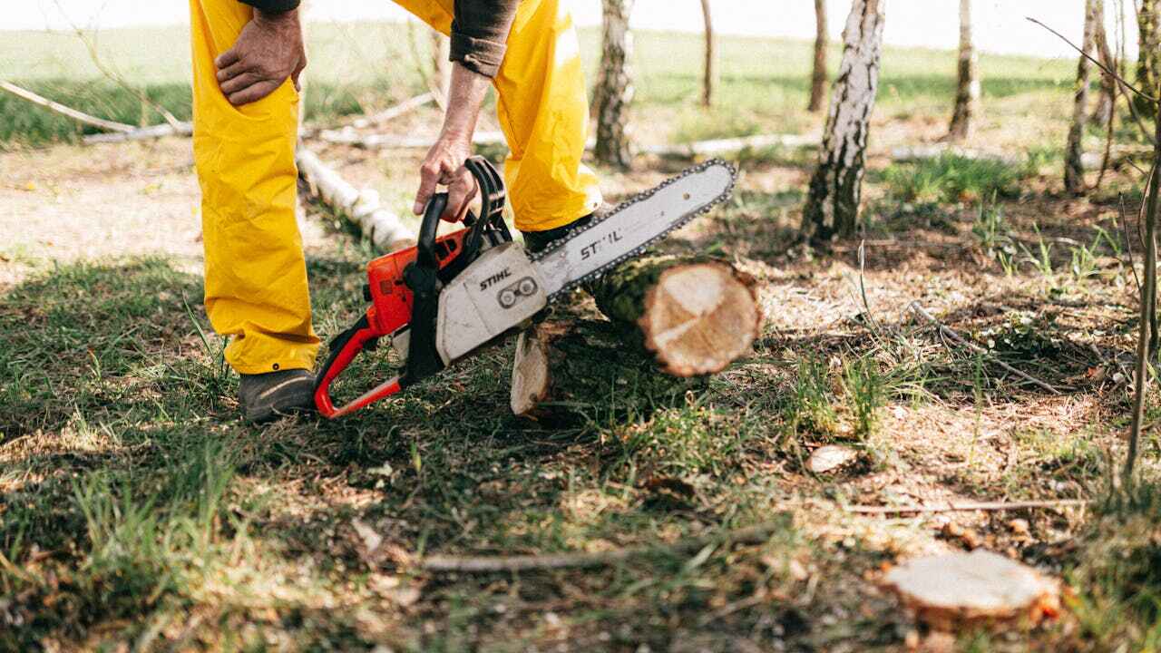 Trusted Green Park, MO Tree Service Experts